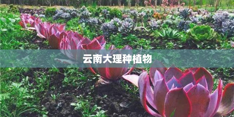 云南大理种植物