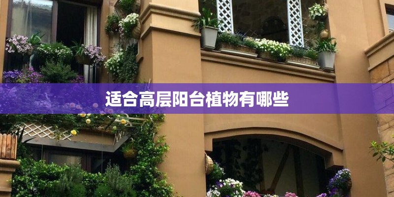 适合高层阳台植物有哪些