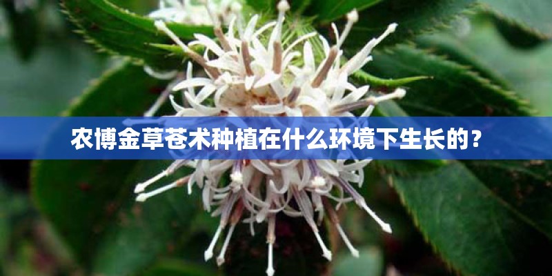 农博金草苍术种植在什么环境下生长的？