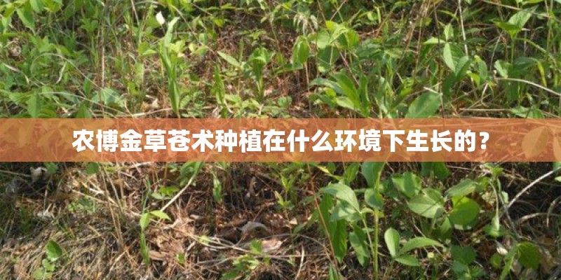 农博金草苍术种植在什么环境下生长的？