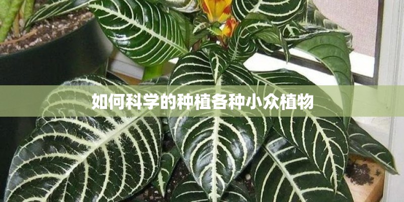 如何科学的种植各种小众植物