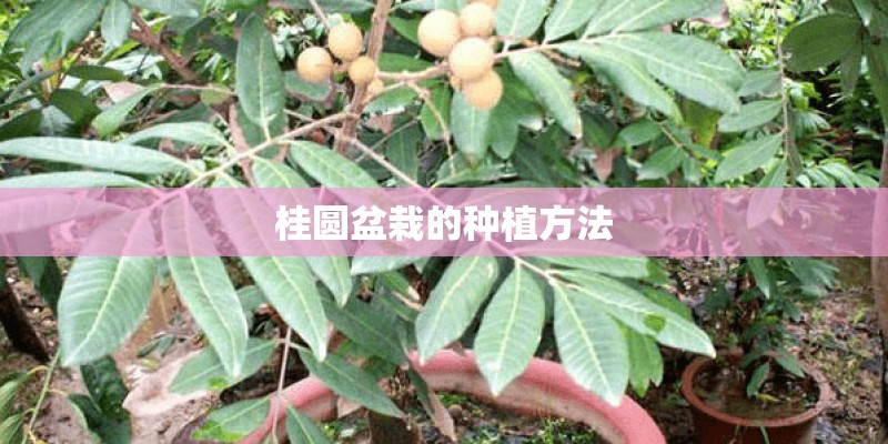 桂圆盆栽的种植方法