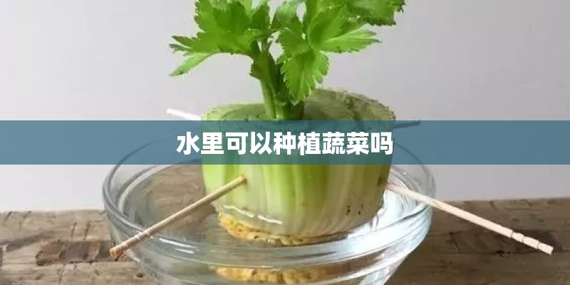 水里可以种植蔬菜吗