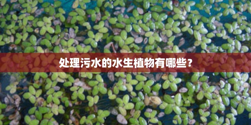 处理污水的水生植物有哪些？