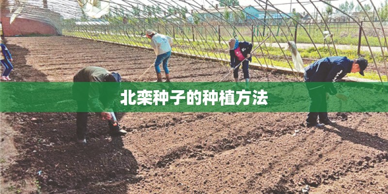 北栾种子的种植方法