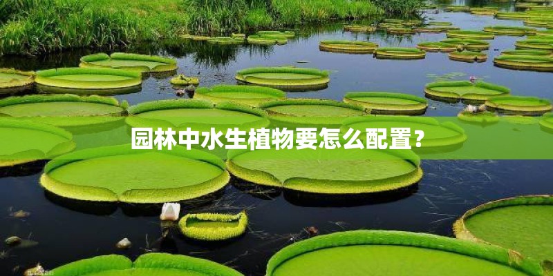 园林中水生植物要怎么配置？