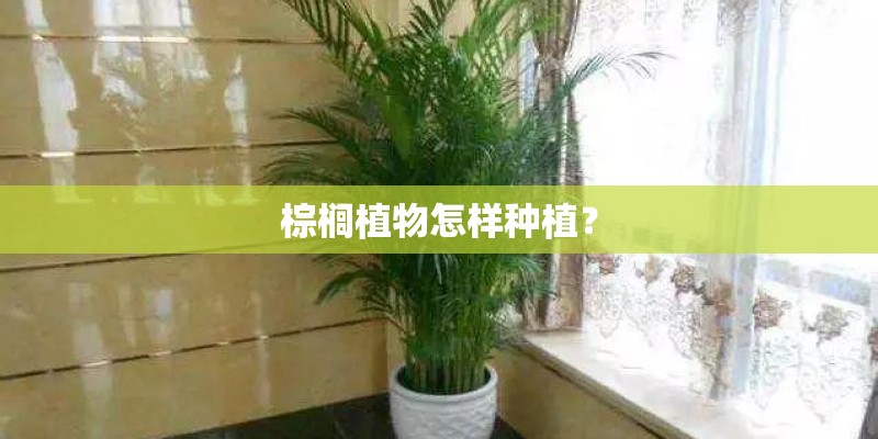 棕榈植物怎样种植？