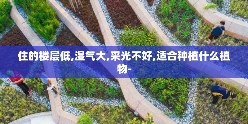 住的楼层低,湿气大,采光不好,适合种植什么植物-