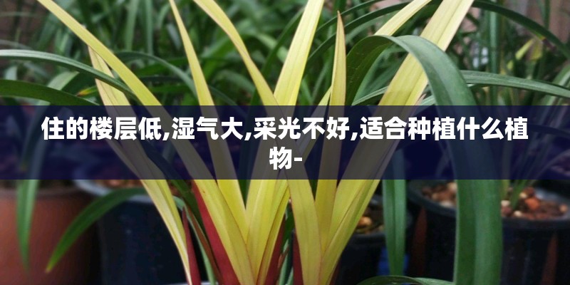 住的楼层低,湿气大,采光不好,适合种植什么植物-