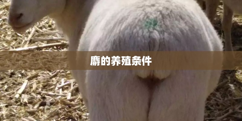 麝的养殖条件