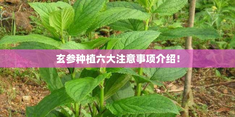 玄参种植六大注意事项介绍！