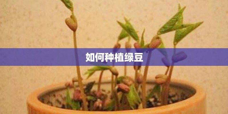 如何种植绿豆