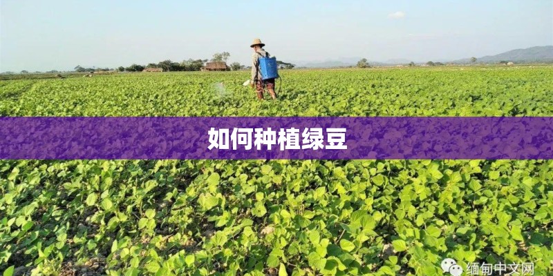 如何种植绿豆