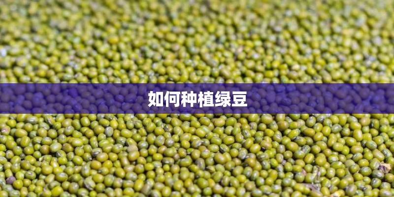 如何种植绿豆