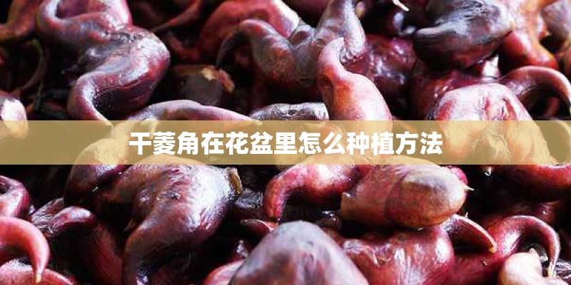 干菱角在花盆里怎么种植方法