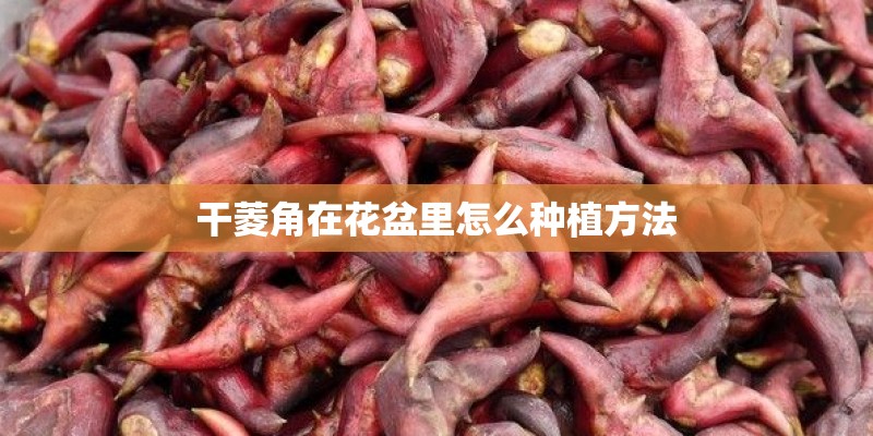 干菱角在花盆里怎么种植方法
