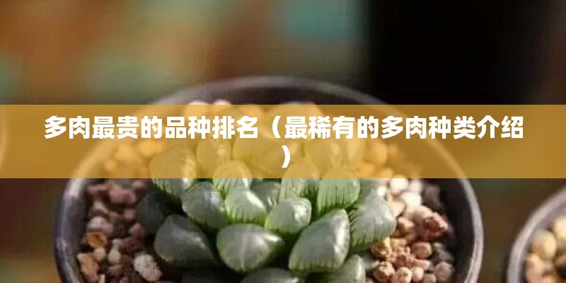 多肉最贵的品种排名（最稀有的多肉种类介绍）