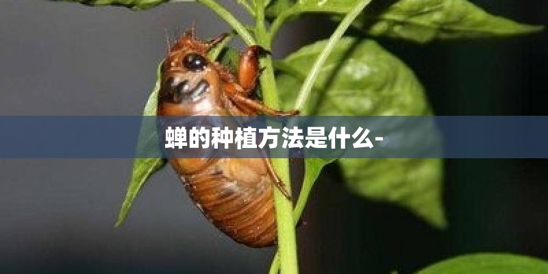 蝉的种植方法是什么-