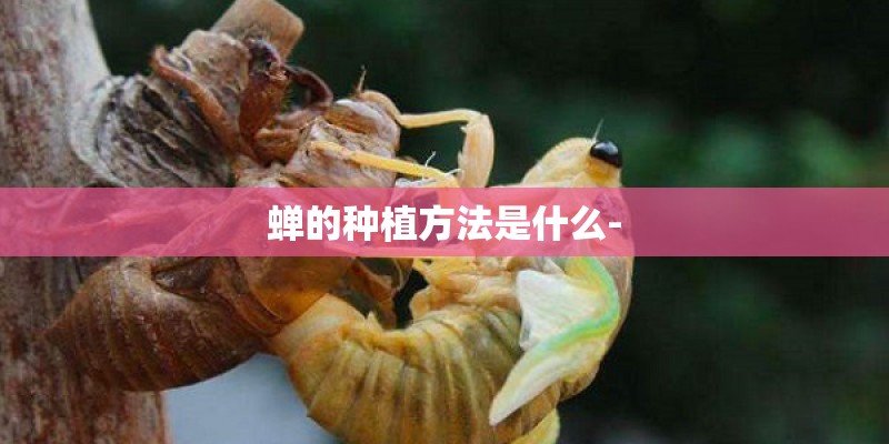 蝉的种植方法是什么-