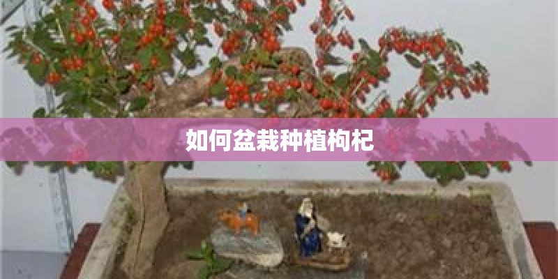 如何盆栽种植枸杞