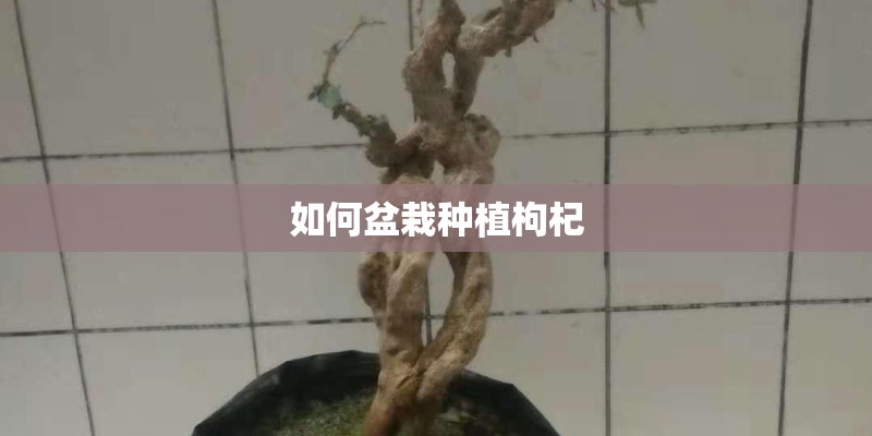 如何盆栽种植枸杞