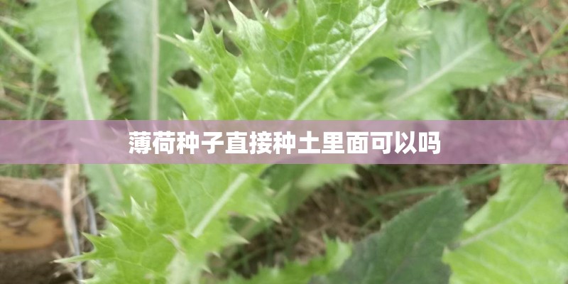 薄荷种子直接种土里面可以吗