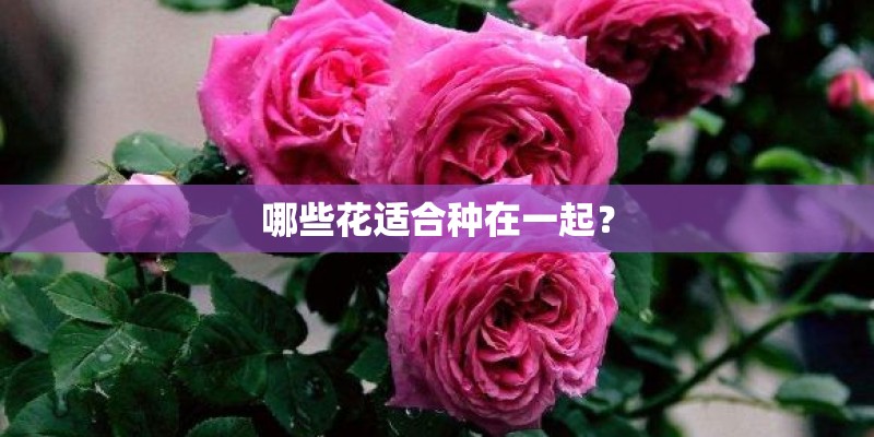 哪些花适合种在一起？