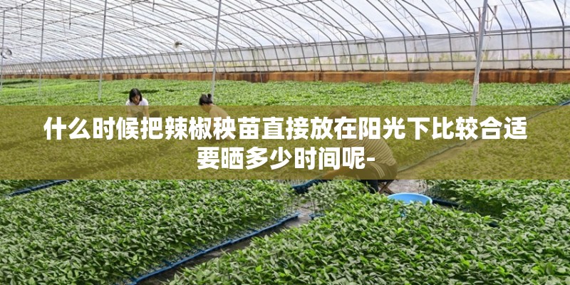 什么时候把辣椒秧苗直接放在阳光下比较合适要晒多少时间呢-