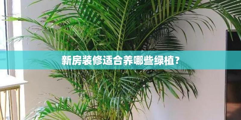 新房装修适合养哪些绿植？