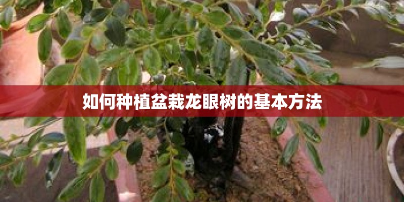 如何种植盆栽龙眼树的基本方法
