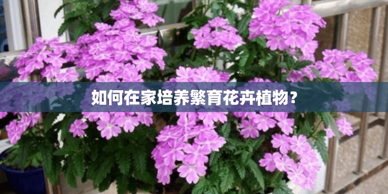 如何在家培养繁育花卉植物？