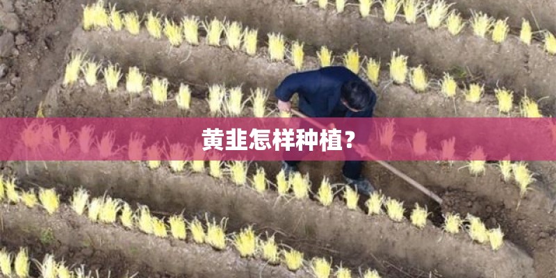 黄韭怎样种植？
