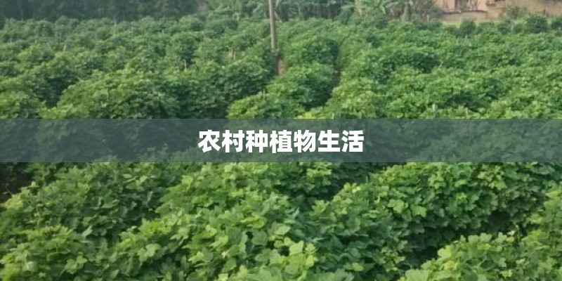 农村种植物生活