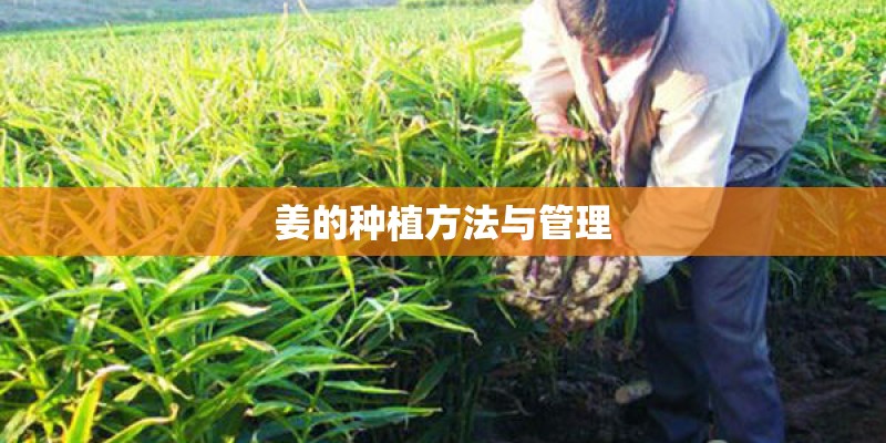 姜的种植方法与管理