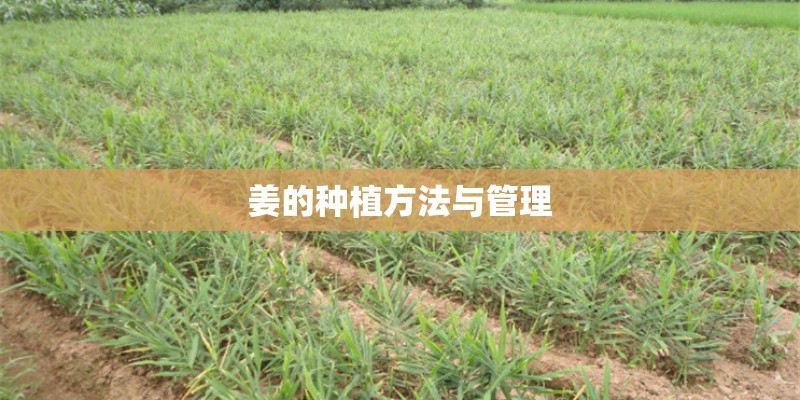姜的种植方法与管理