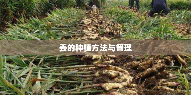 姜的种植方法与管理