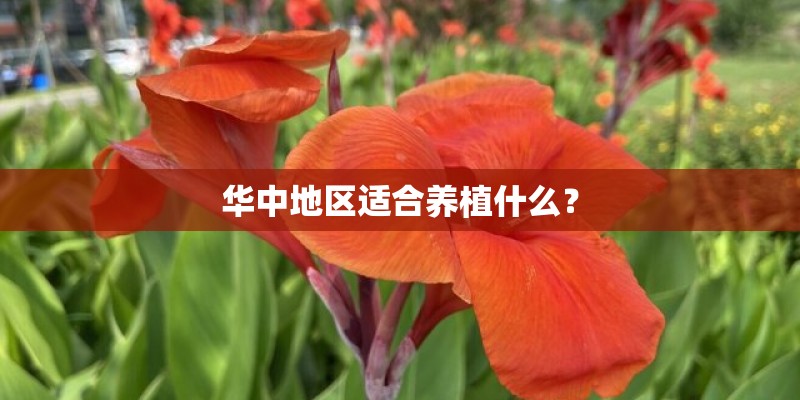 华中地区适合养植什么？