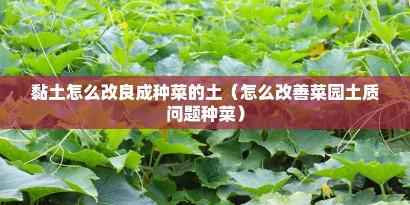 黏土怎么改良成种菜的土（怎么改善菜园土质问题种菜）