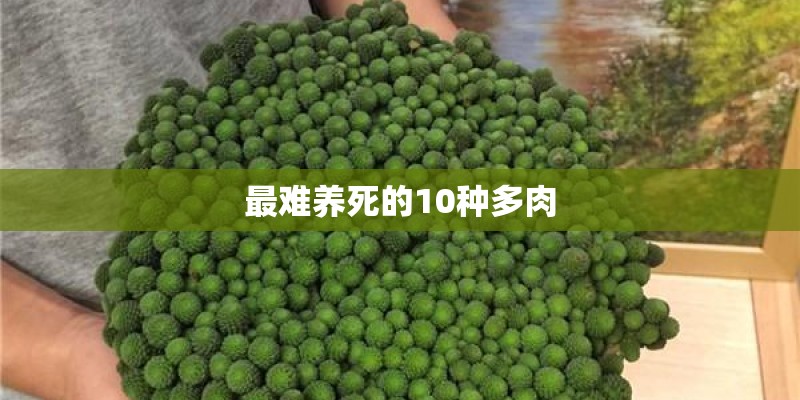 最难养死的10种多肉
