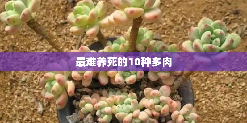 最难养死的10种多肉
