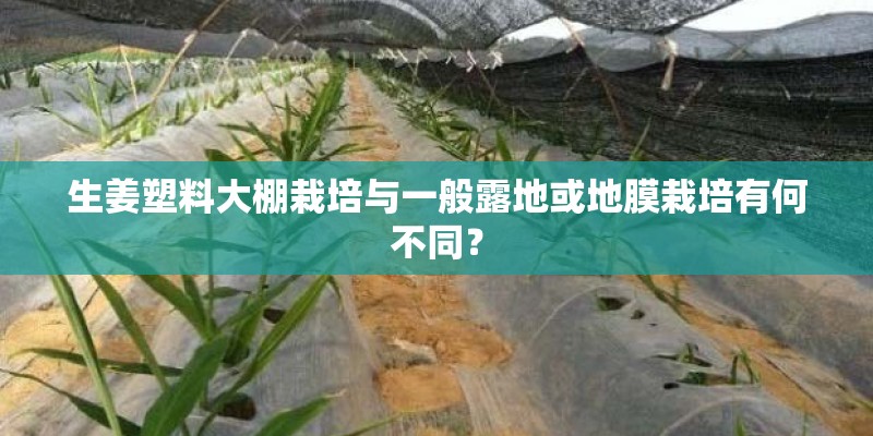 生姜塑料大棚栽培与一般露地或地膜栽培有何不同？