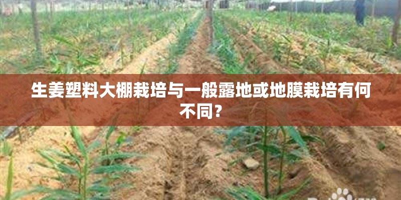 生姜塑料大棚栽培与一般露地或地膜栽培有何不同？