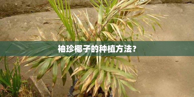 袖珍椰子的种植方法？