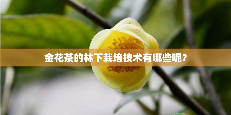 金花茶的林下栽培技术有哪些呢？