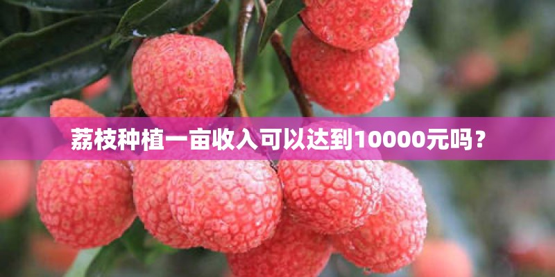 荔枝种植一亩收入可以达到10000元吗？