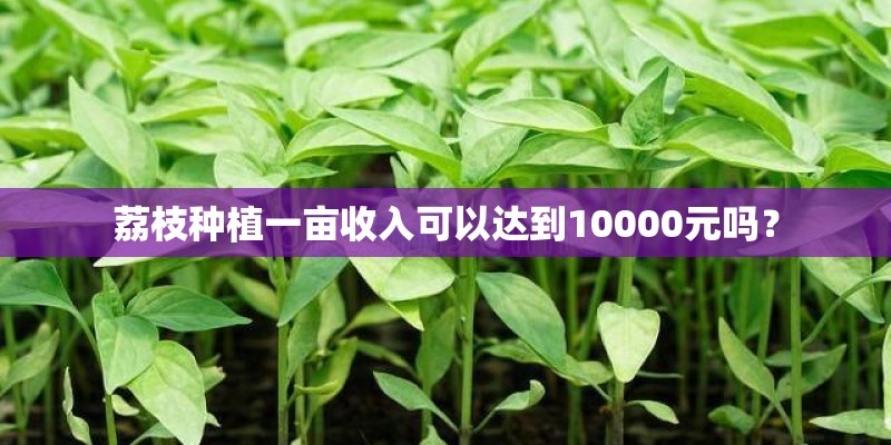 荔枝种植一亩收入可以达到10000元吗？