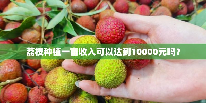 荔枝种植一亩收入可以达到10000元吗？