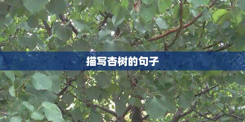 如何将受体细胞通过植物组织培养技术培养成植株