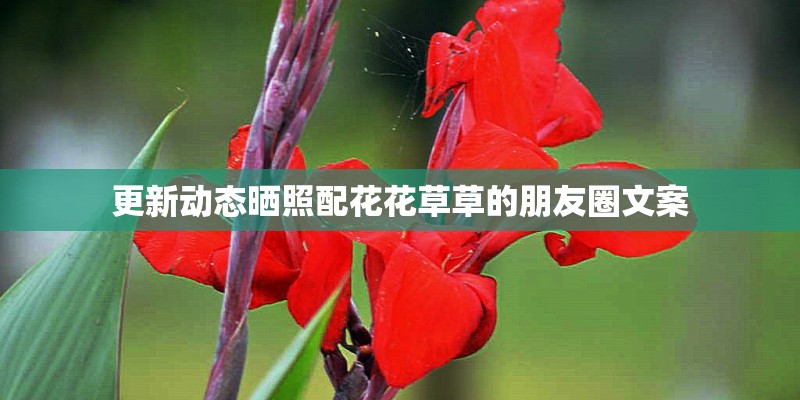 更新动态晒照配花花草草的朋友圈文案