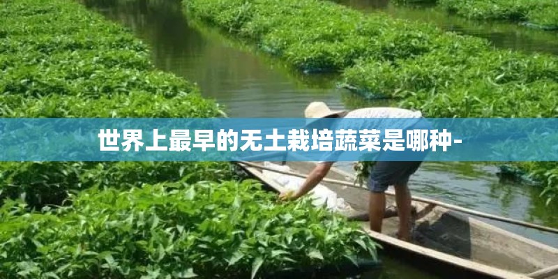 世界上最早的无土栽培蔬菜是哪种-